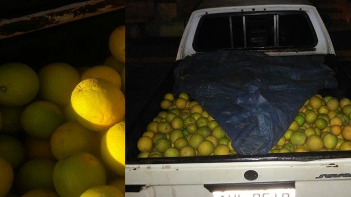 Camionete com laranjas furtadas é apreendida pela PM na zona Rural em Colômbia - Foto: 