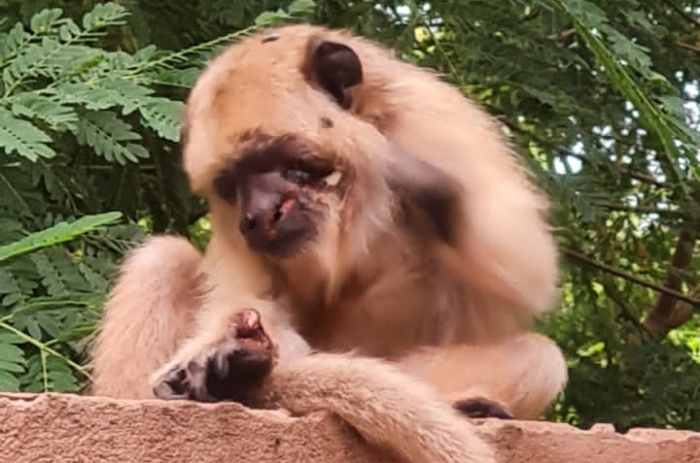 Macaco ferido é encontrado em Colômbia - Foto: 