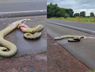 Sucuri de aproximadamente quatro metros é atropelada na Faria Lima