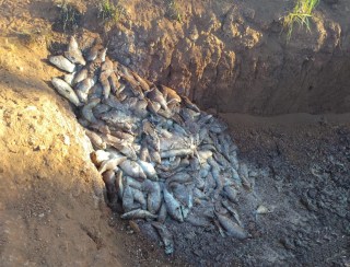 Ambiental registra mortandade de cerca de 3 toneladas de peixes na Usina Hidrelétrica