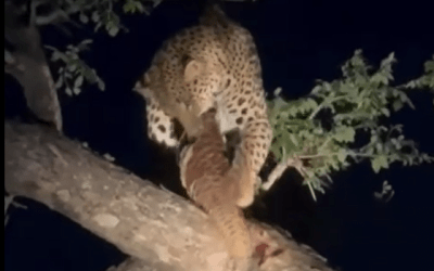 Vídeo de animal de grande porte em Planura gera dúvidas sobre autenticidade