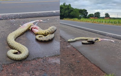 Sucuri de aproximadamente quatro metros é atropelada na Faria Lima